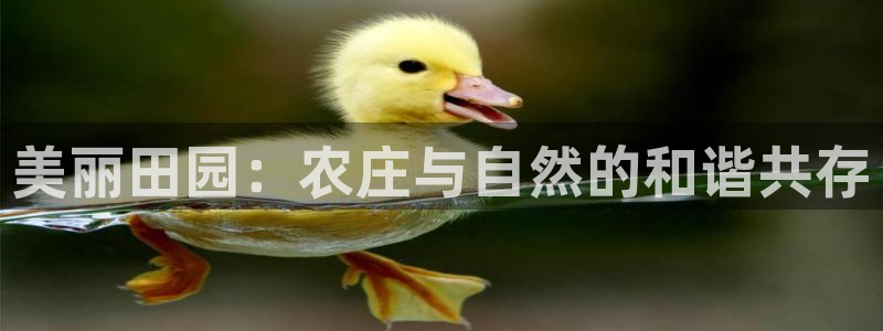 fh至尊游戏模式