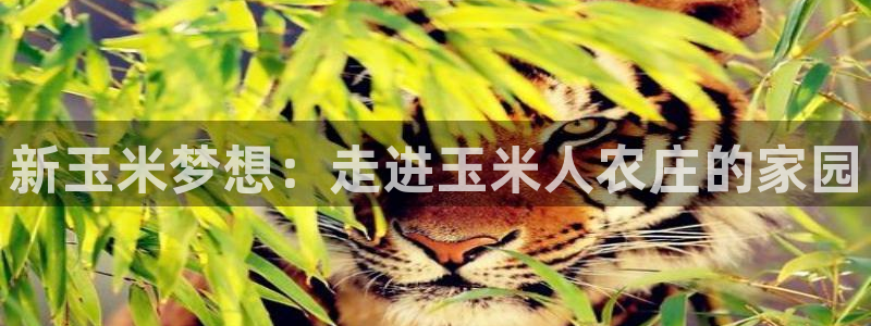 FH至尊平台老板是谁