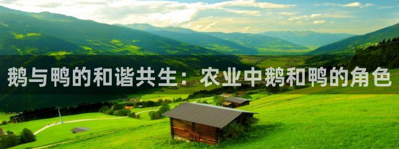 fh至尊什么意思