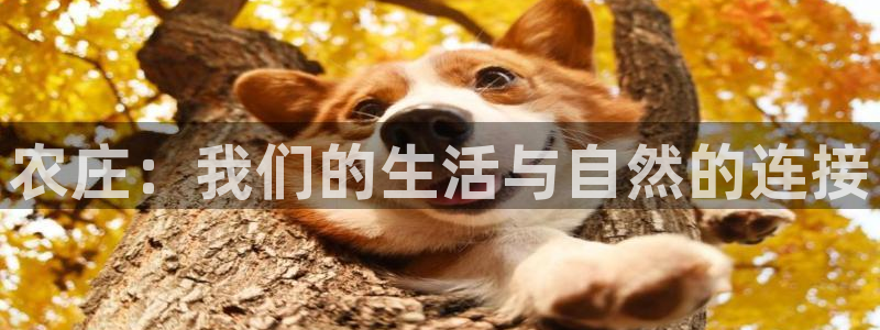 FH至尊apk