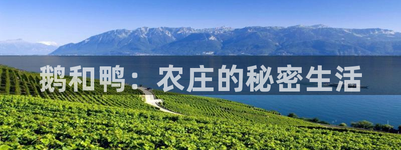 FH至尊是正规平台吗