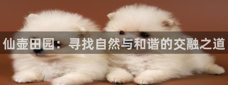 FH至尊属于哪里啊公司