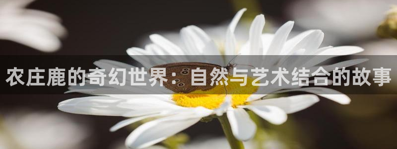 fh至尊基础奖金多少