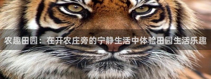 FH至尊属于哪里啊公司