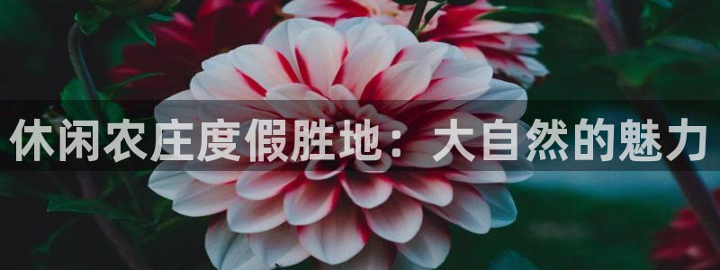 FH至尊平台老板是谁